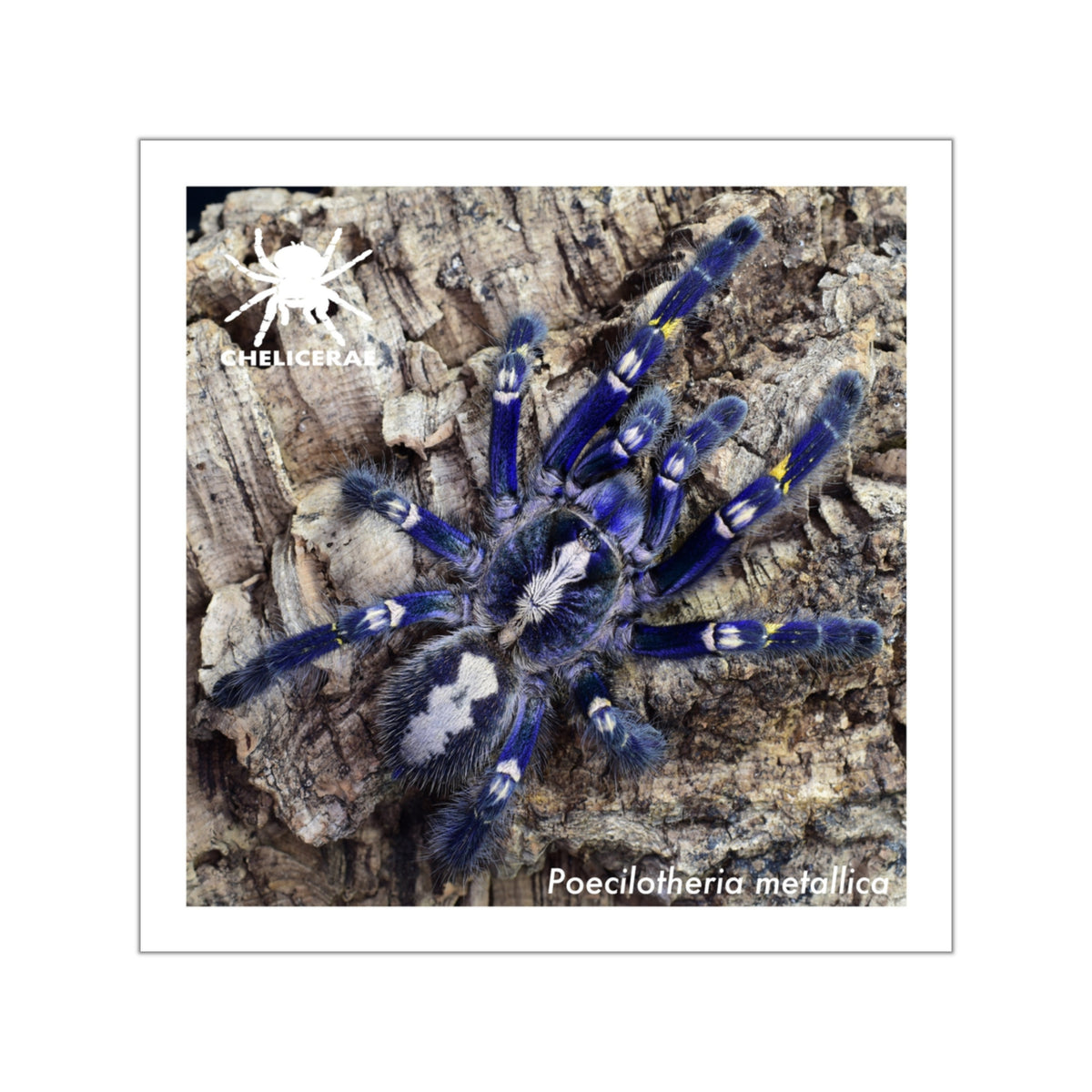 Poecilotheria metallica Vinyl Sticker