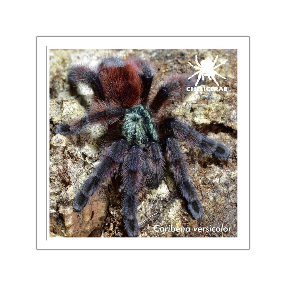 Caribena versicolor Vinyl Sticker
