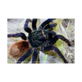 Chromatopelma cyaneopubescens Matte Poster