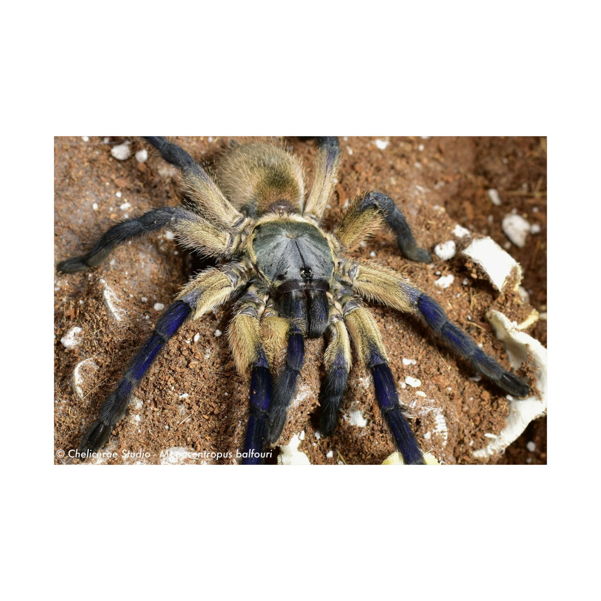Monocentropus balfouri Matte Poster