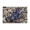 Poecilotheria metallica Matte Poster