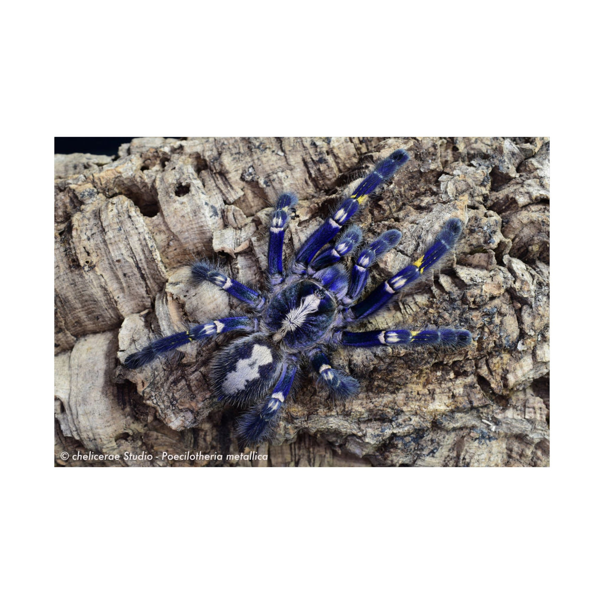 Poecilotheria metallica Matte Poster