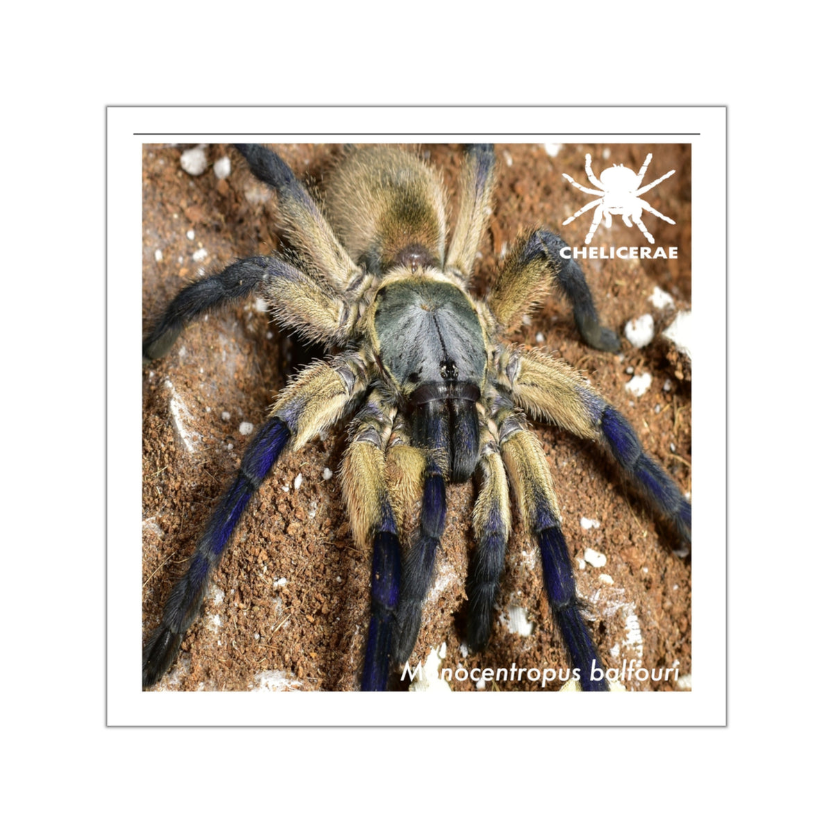 Monocentropus balfouri Vinyl Sticker