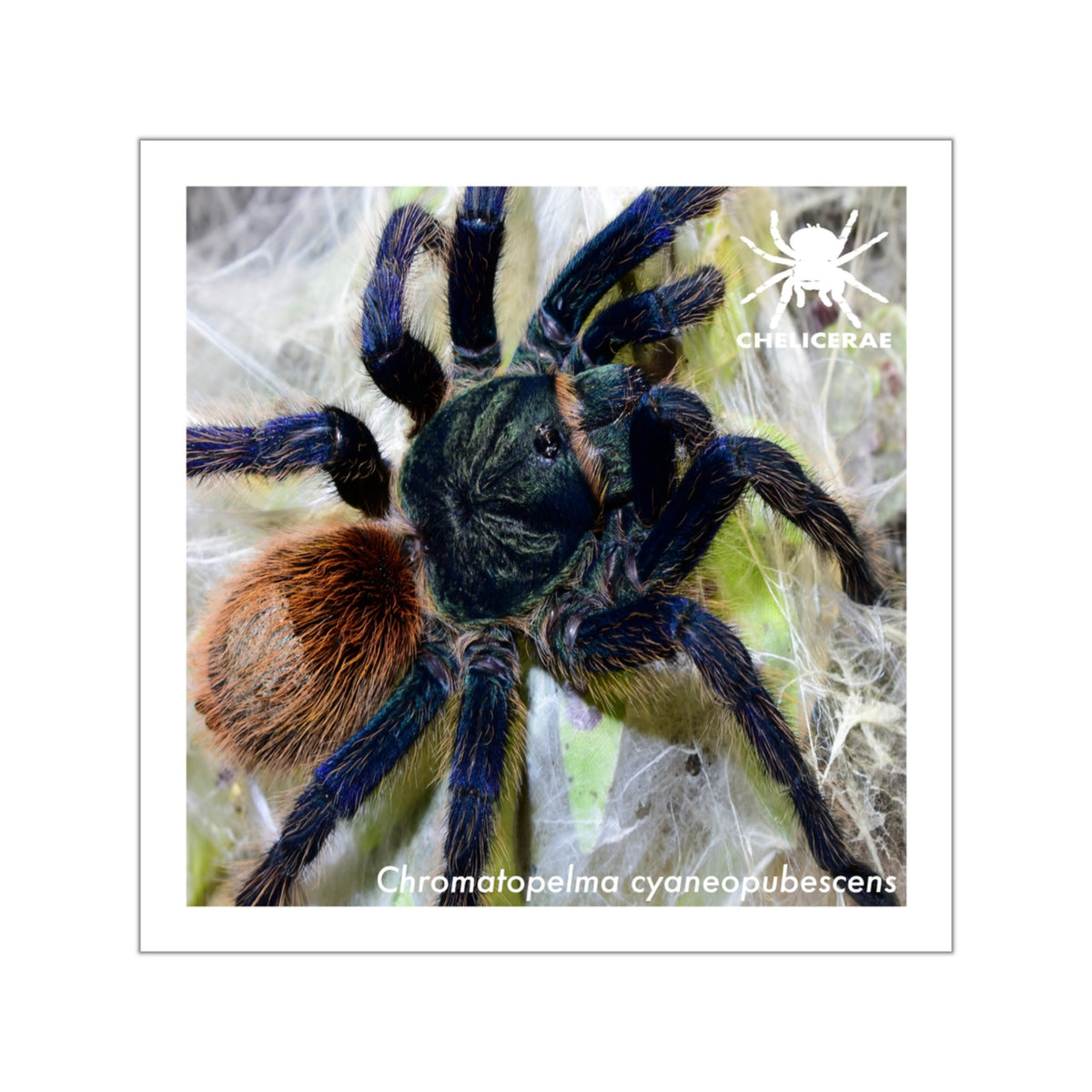 Chromatopelma cyaneopubescens Vinyl Sticker