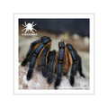 Harpactira pulchripes Vinyl Sticker