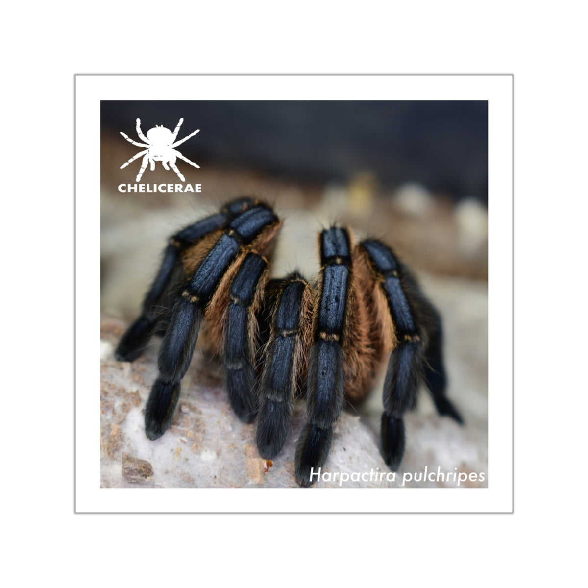 Harpactira pulchripes Vinyl Sticker