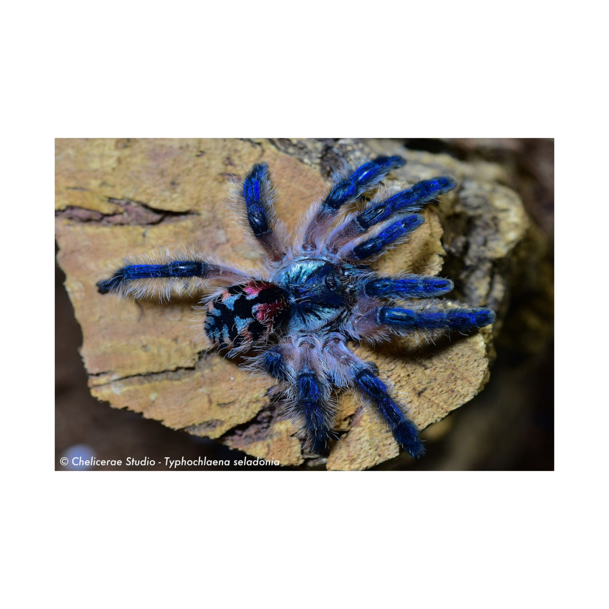 Typhochlaena seladonia Matte Poster