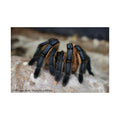 Harpactira pulchripes Matte Poster