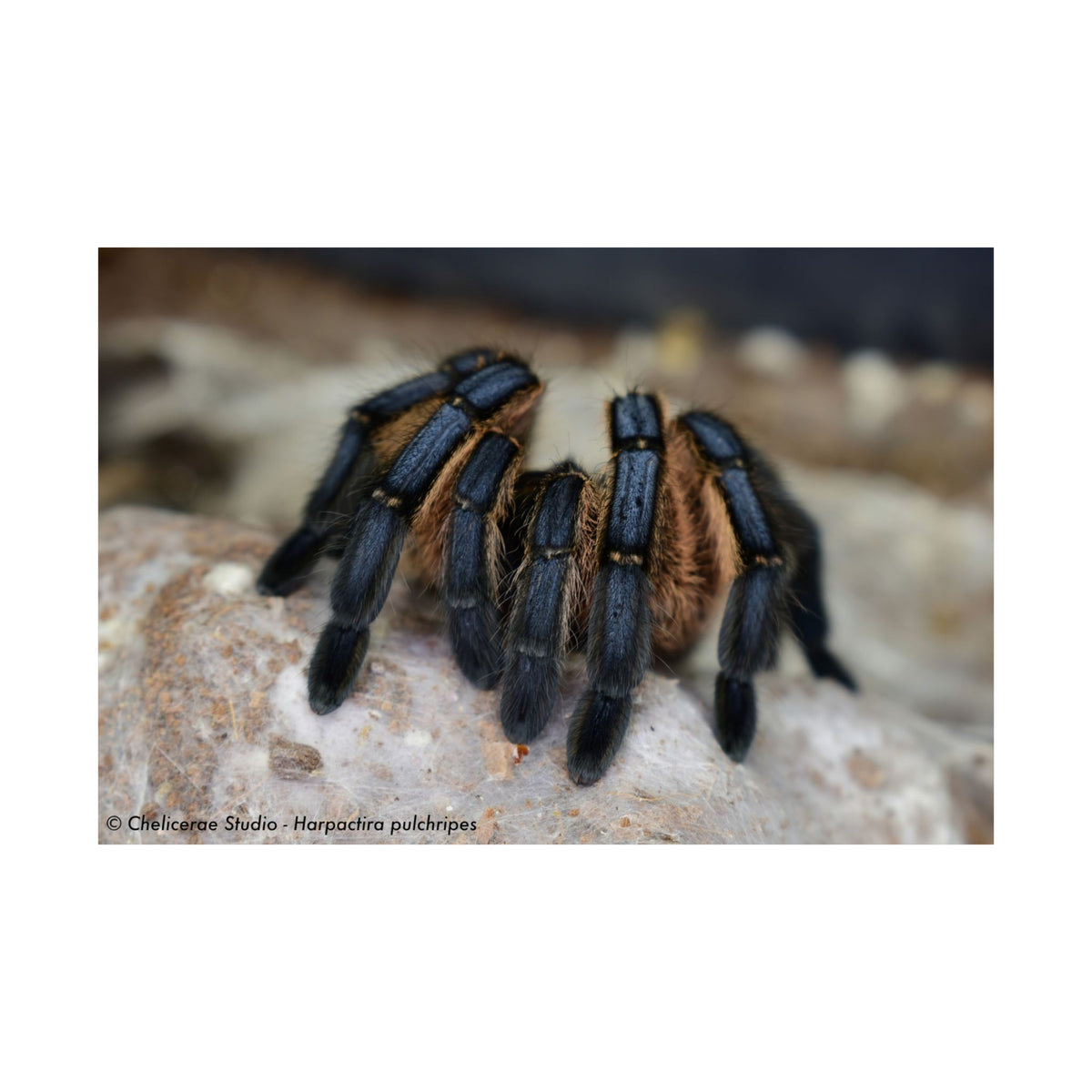 Harpactira pulchripes Matte Poster