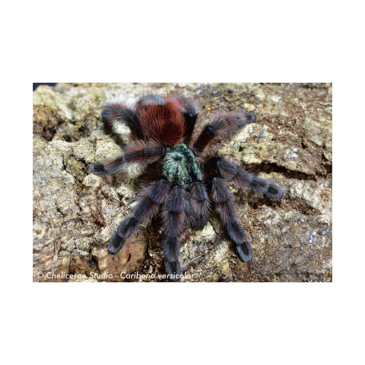 Caribena versicolor Matte Poster
